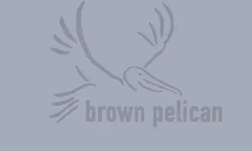 Brown Pelican